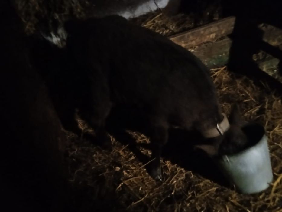 Телочка 70000 то возможен торг