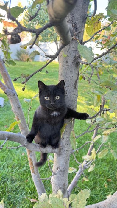 Отдам котенка (мальчик)