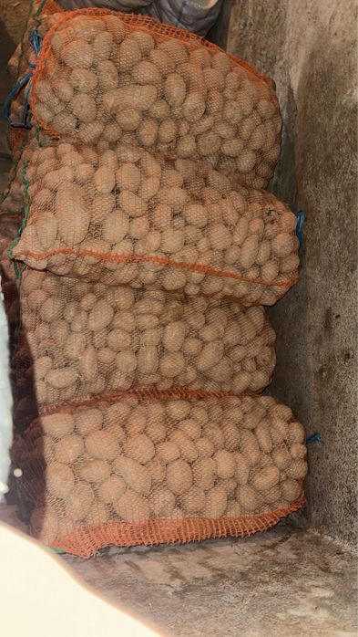 Vand cartofi de samanata