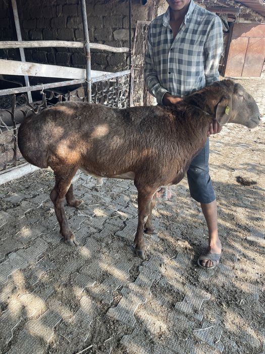 Arashan qirgiz quchqor