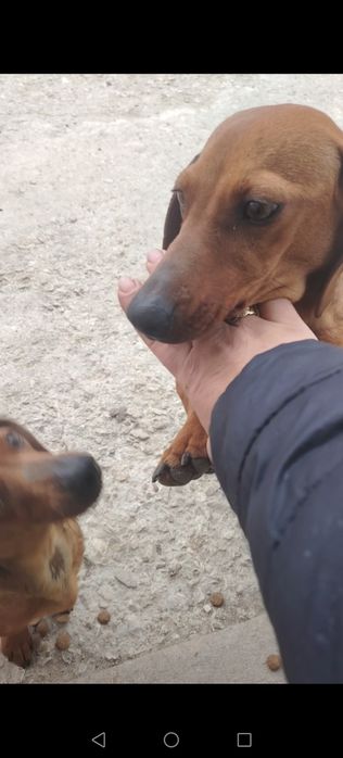 Дакелка  1.8м, дакелка на1. 01м мъжко дакелче черно на 7 м и 1 Мъжкар на 5 г