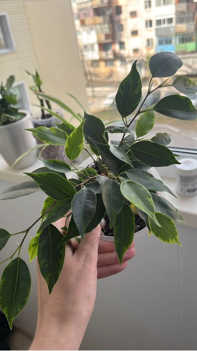 Фикус бенджамина вариегатный.