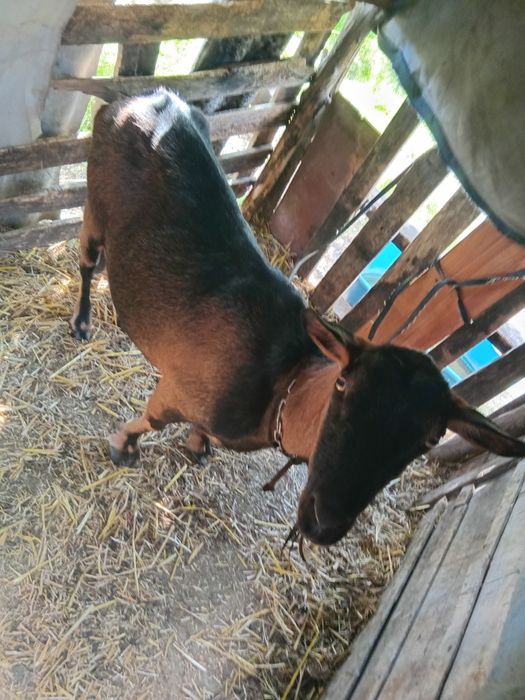 Care alpine originala