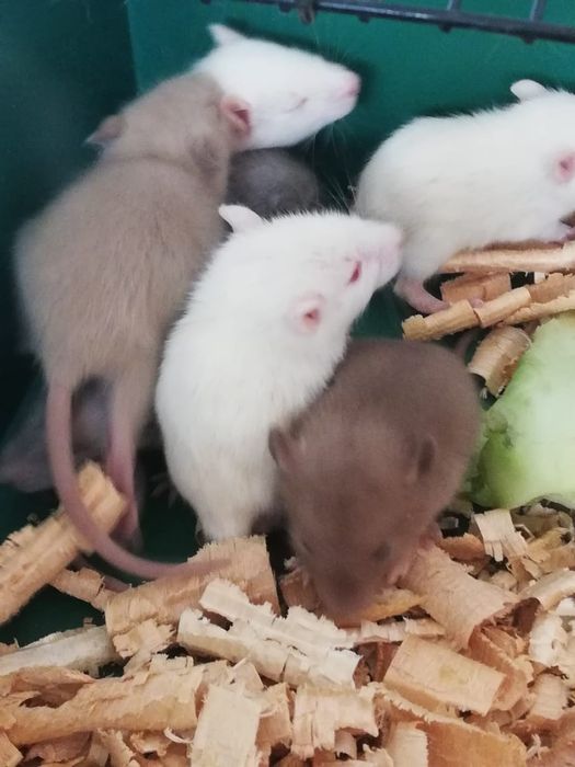 Декоративные крысята крыс