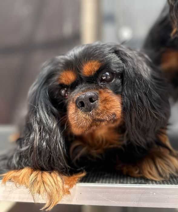 Продается собака, Кавалер кинг-чарльз-спаниель. Мальчик