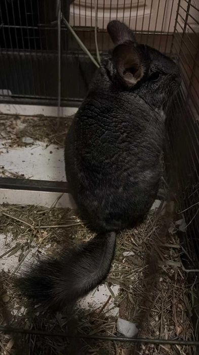 Chinchilla sinsila cincila