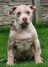 American bully hot sale xl olx