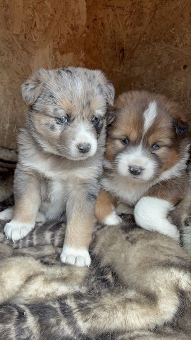 Бездомные щенки девочки и мальчики