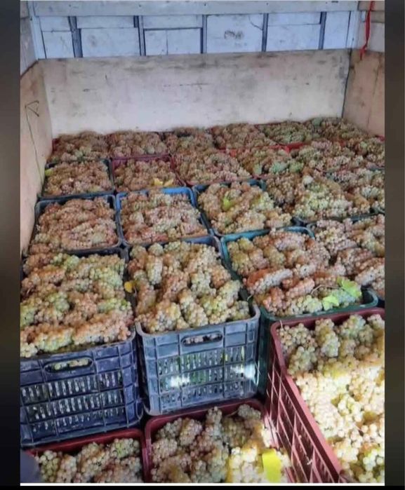 Struguri de vin toate soiurile disponibil cu transport gratuit