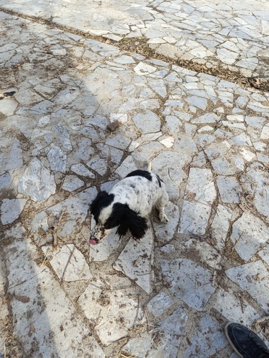 Qiziquvchilarga it sotiladi