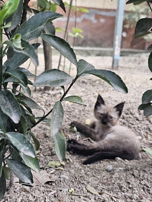 Котёнок сиамский в Добрые руки!