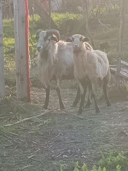 De vânzare oi de Cameroon