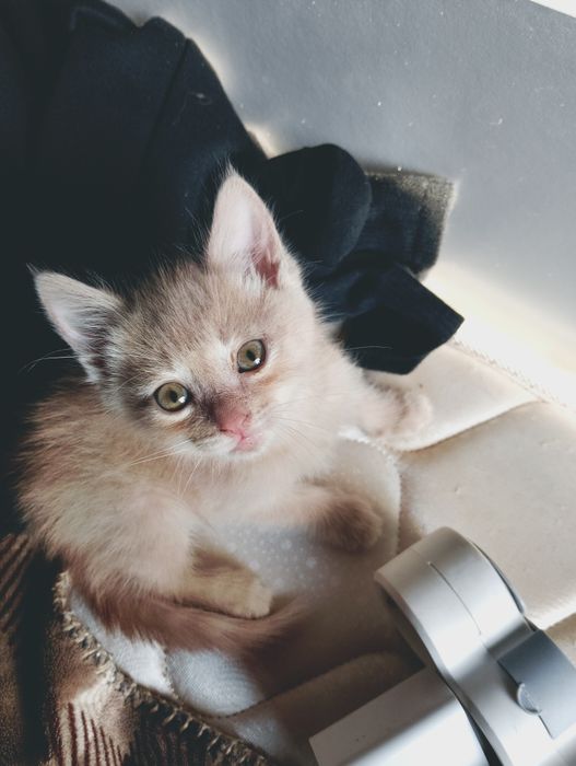 Отдаю котят в хорошие руки