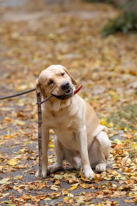 кобель лабрадора.вязка