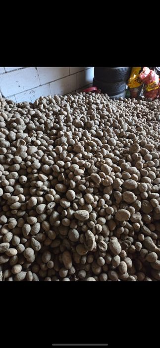 Cartofi de consum producător