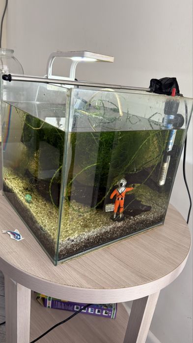Аквариум для мелких рыб