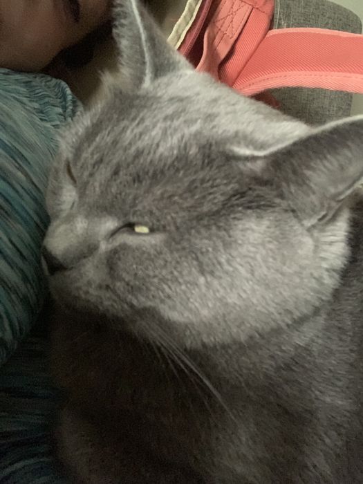 Кошка британка