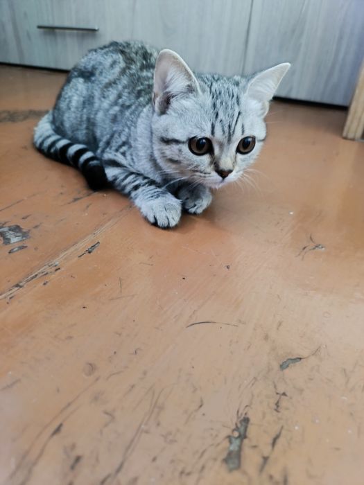 Котёнок британская