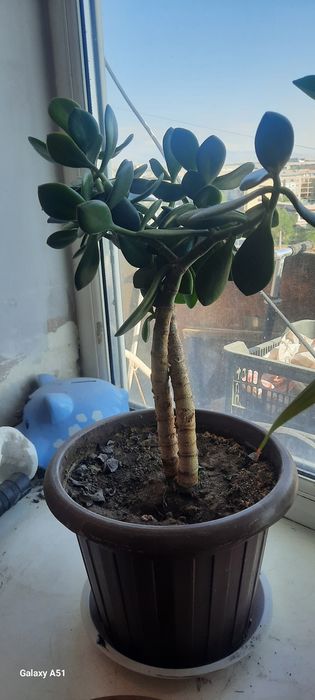 Продам цветок денежное дерево