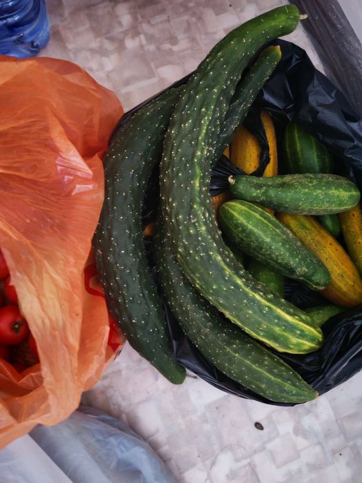 Продам домашние помидоры и огурцы