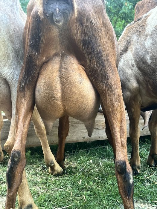 Capra anglonubian cu pedigree