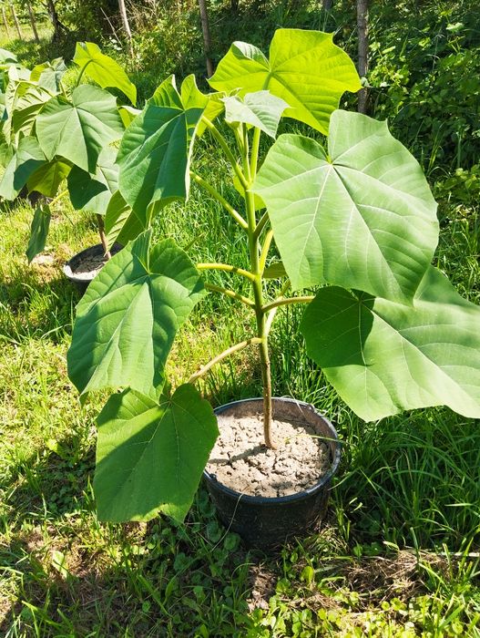 Plante paulownia de vânzare