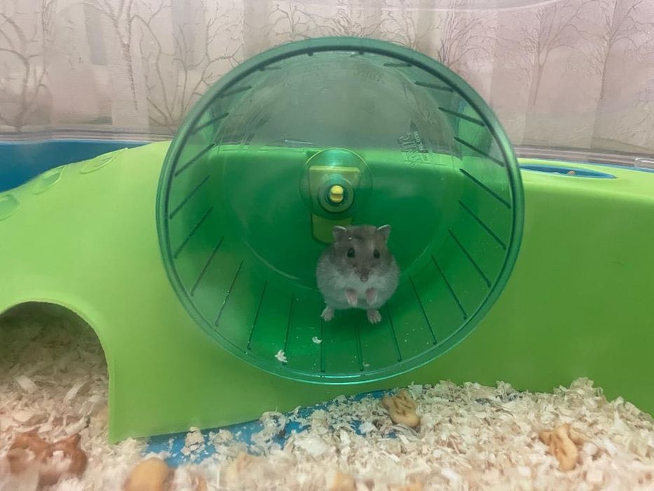 Продам хомячков ;семейка хомячков