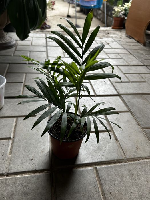 Комнатные цветы