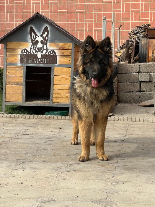 Овчарка, Восточноевропейская