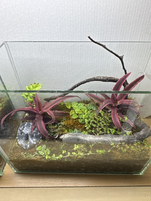Продам закрытый флорариум