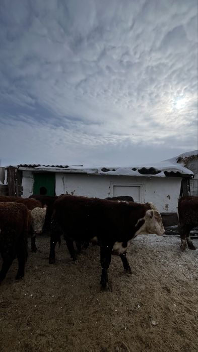 Бұқа  бык одборный бос откорм 23 бас