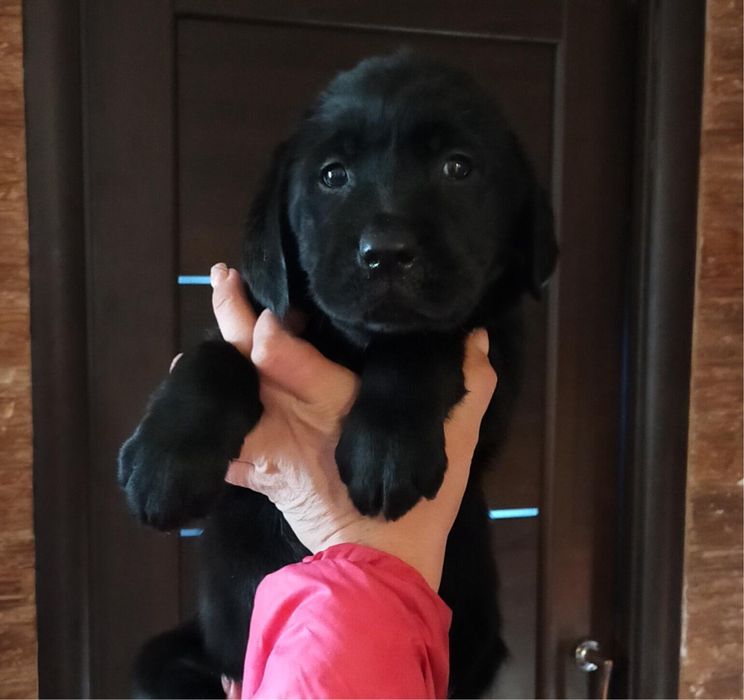 Лабродор ретриве черного окраса