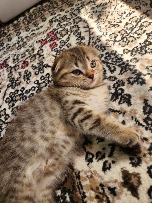 Продаётся: Кошка и Котята