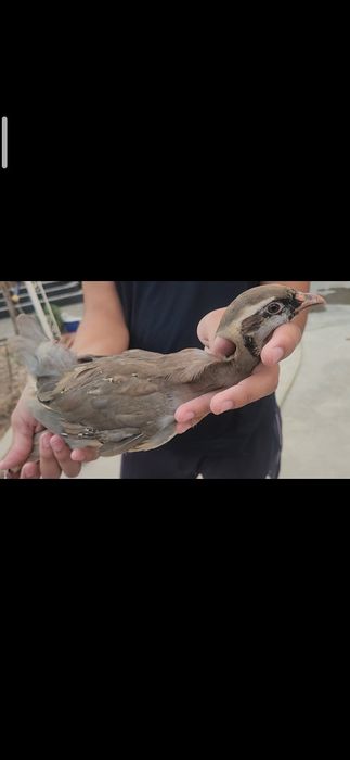 Круздулан кеклик