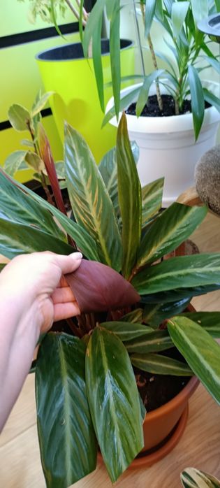 Продам строманту