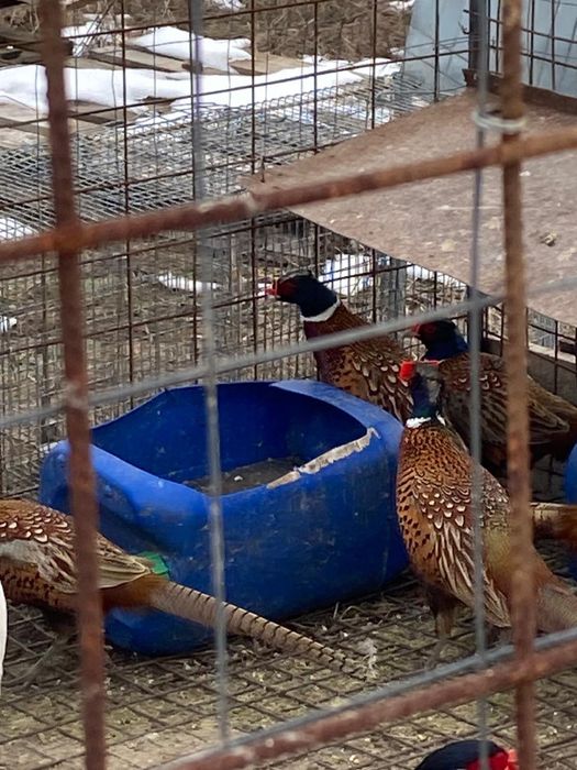 Vand Fazanii din imagine