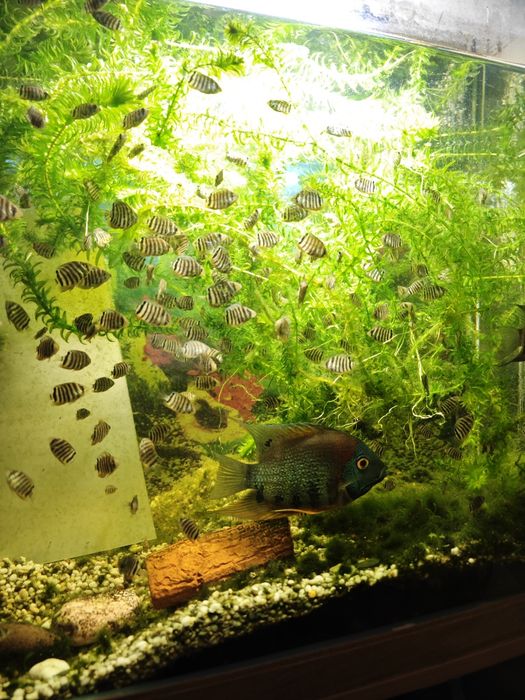 Северум красноплечий "Ложный дискус"