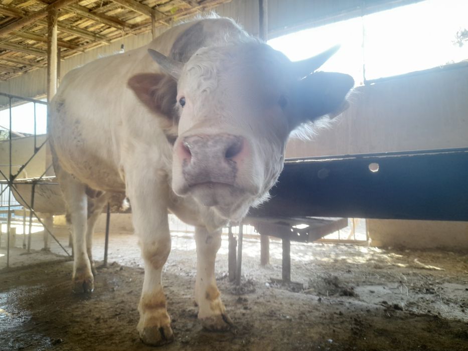 Сментал бука сотилади