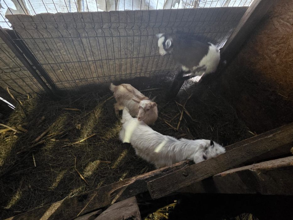 Vând ieduțe si țap