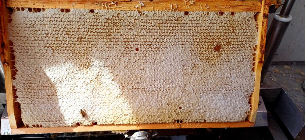 Miere de rapiță 100%