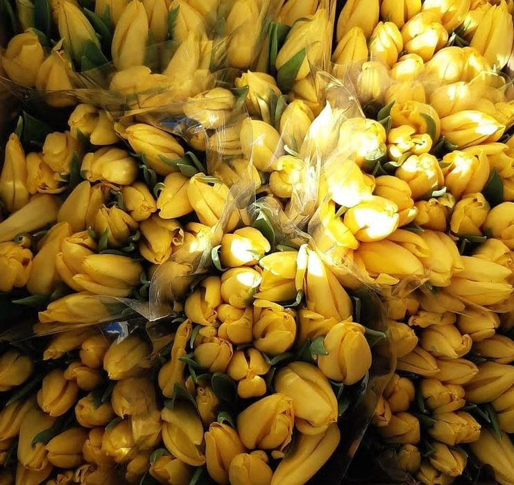 Тюльпаны оптом и в розницу