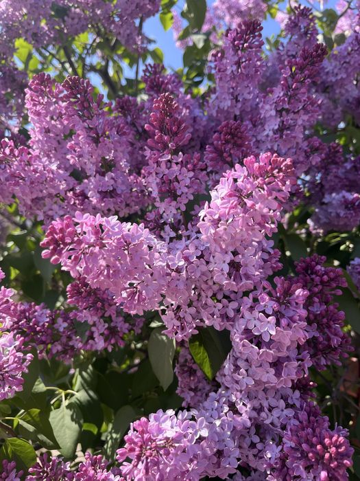 Апрельская сирень Атырау