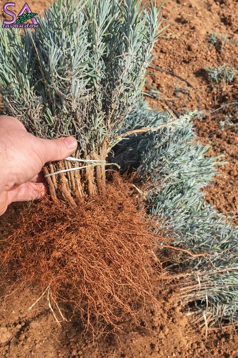 Butași de lavandă 1 an cantități mari