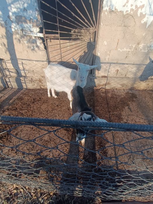 Орыс ешкі  и. Теке.