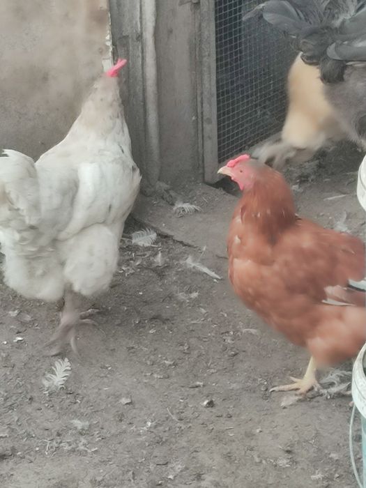 перепелиные и куриные яйца