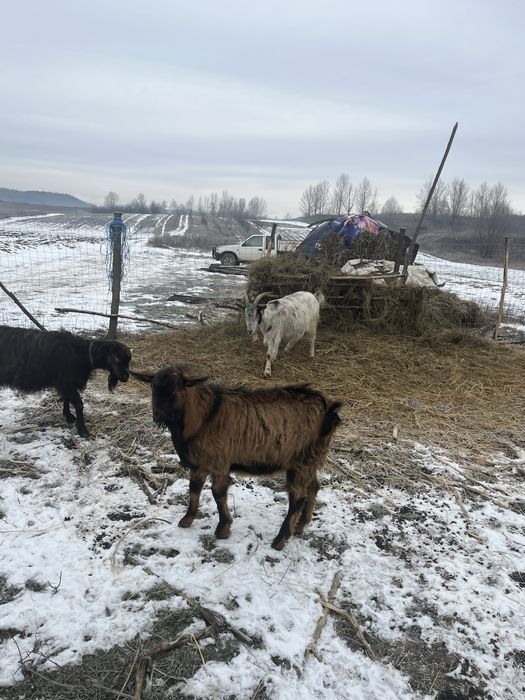 vand țap pret super bun