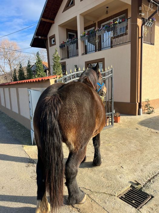 Mânză neagră din cai grei