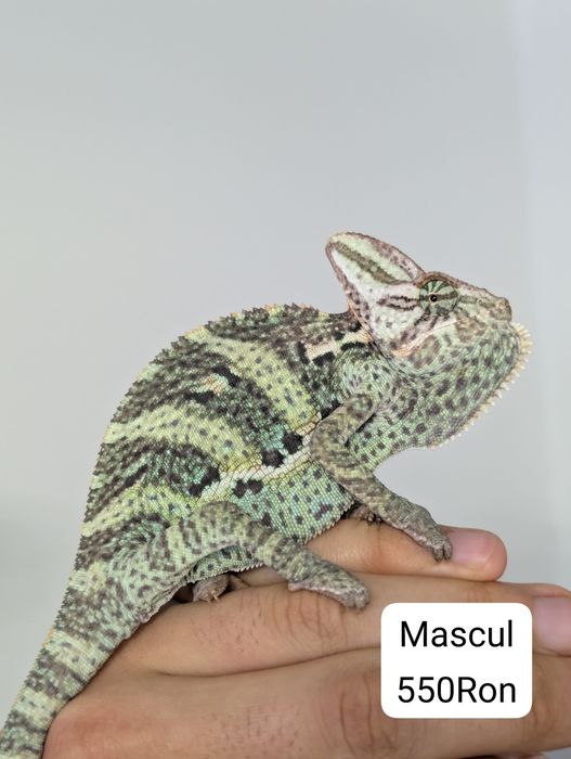 Cameleon (Veiled Chameleon)