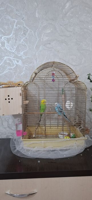 Продам попугаев  .мальчик и девочка.
