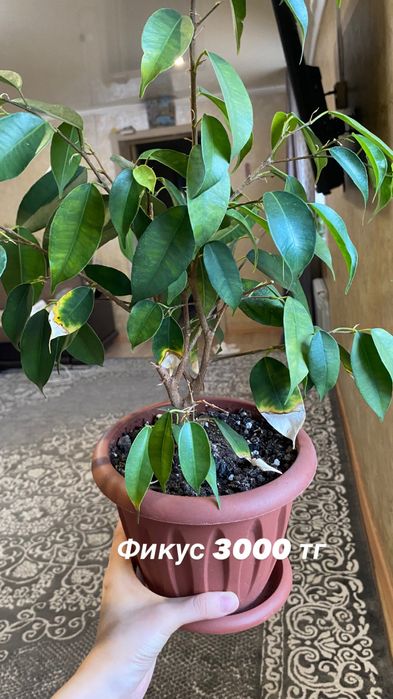 Продам комнатные цветы